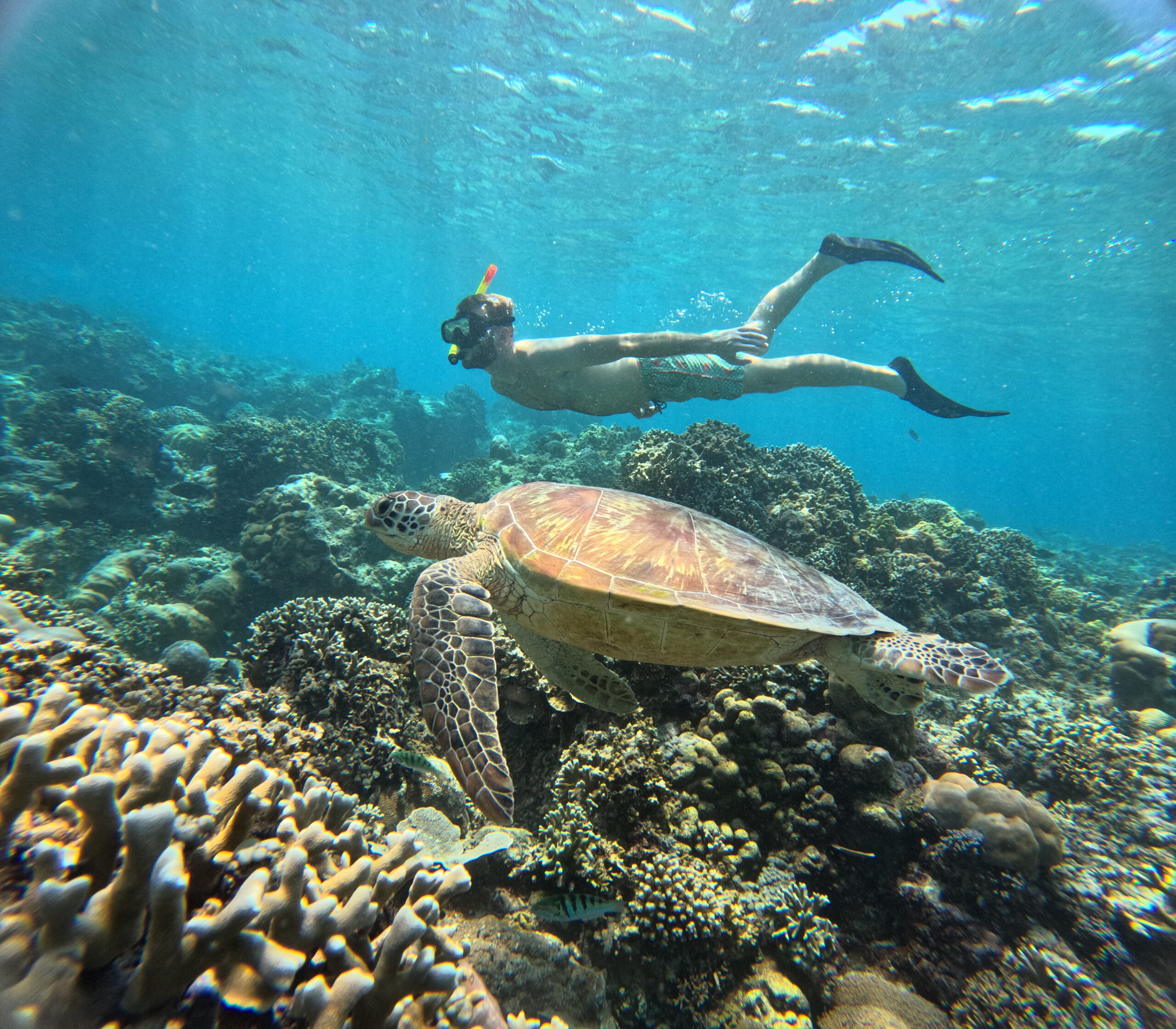 Gili Snorkel 10